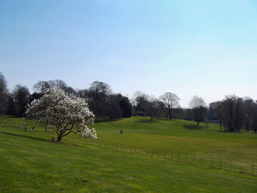 The image shows a large green park with a gently sloping grassy area, bordered by a series of small, evenly spaced wooden posts connected by a low rail. In the foreground, a solitary tree with white blossoms stands prominently, with its branches spreading out horizontally. Several people are visible in the distance, some sitting on the grass and others walking, enjoying the outdoor space. Behind the tree, there are more scattered leafless and partially leafed trees on the hillside, creating a natural backdrop. The sky above is clear and blue, with no visible clouds, and the lighting suggests a sunny day. This setting appears ideal for leisurely activities or casual walks within a scenic environment, consistent with locations used for house removals or home relocation services, such as those offered by Man and a Van Hampstead, supporting packing, transport, and moving logistics.
